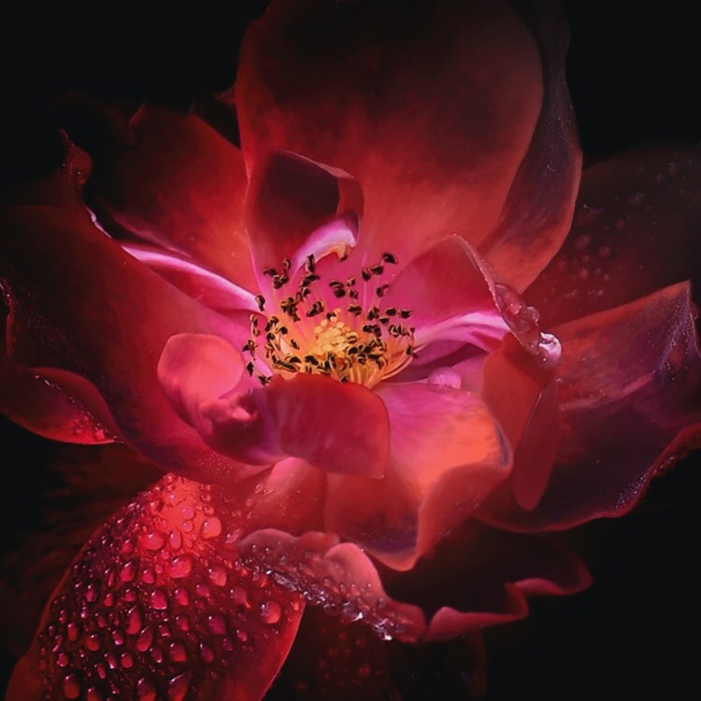 Meet your Posher, Déjà